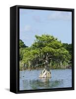 Young Cyprus Tree, Everglades, UNESCO World Heritage Site, Florida, USA, North America-Michael DeFreitas-Framed Stretched Canvas