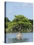 Young Cyprus Tree, Everglades, UNESCO World Heritage Site, Florida, USA, North America-Michael DeFreitas-Stretched Canvas