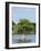 Young Cyprus Tree, Everglades, UNESCO World Heritage Site, Florida, USA, North America-Michael DeFreitas-Framed Photographic Print