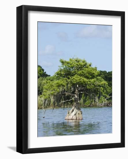 Young Cyprus Tree, Everglades, UNESCO World Heritage Site, Florida, USA, North America-Michael DeFreitas-Framed Photographic Print