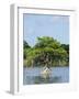 Young Cyprus Tree, Everglades, UNESCO World Heritage Site, Florida, USA, North America-Michael DeFreitas-Framed Photographic Print