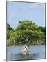 Young Cyprus Tree, Everglades, UNESCO World Heritage Site, Florida, USA, North America-Michael DeFreitas-Mounted Photographic Print