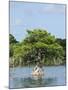 Young Cyprus Tree, Everglades, UNESCO World Heritage Site, Florida, USA, North America-Michael DeFreitas-Mounted Photographic Print