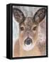 Young Deer in Winter, 2017-Margo Starkey-Framed Stretched Canvas