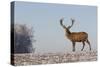 Young Deer in Winter in Early Morning-StockPhotosLV-Stretched Canvas