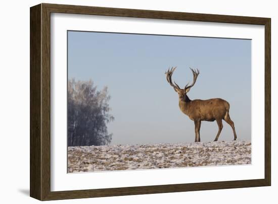 Young Deer in Winter in Early Morning-StockPhotosLV-Framed Photographic Print