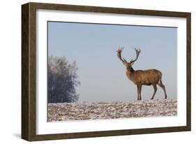 Young Deer in Winter in Early Morning-StockPhotosLV-Framed Photographic Print