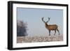 Young Deer in Winter in Early Morning-StockPhotosLV-Framed Photographic Print