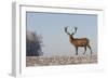 Young Deer in Winter in Early Morning-StockPhotosLV-Framed Photographic Print