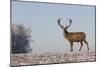 Young Deer in Winter in Early Morning-StockPhotosLV-Mounted Photographic Print