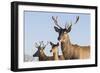 Young Deer in Winter in Early Morning-StockPhotosLV-Framed Photographic Print