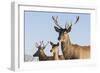 Young Deer in Winter in Early Morning-StockPhotosLV-Framed Photographic Print