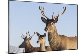 Young Deer in Winter in Early Morning-StockPhotosLV-Mounted Photographic Print