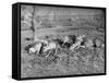 Young Deer Lay in a Field in Belgium, Ca. 1900-null-Framed Stretched Canvas