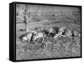 Young Deer Lay in a Field in Belgium, Ca. 1900-null-Framed Stretched Canvas