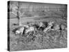 Young Deer Lay in a Field in Belgium, Ca. 1900-null-Stretched Canvas