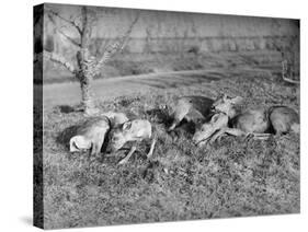 Young Deer Lay in a Field in Belgium, Ca. 1900-null-Stretched Canvas