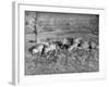 Young Deer Lay in a Field in Belgium, Ca. 1900-null-Framed Photographic Print