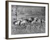 Young Deer Lay in a Field in Belgium, Ca. 1900-null-Framed Photographic Print