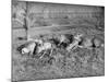 Young Deer Lay in a Field in Belgium, Ca. 1900-null-Mounted Photographic Print