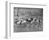 Young Deer Lay in a Field in Belgium, Ca. 1900-null-Framed Photographic Print