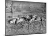 Young Deer Lay in a Field in Belgium, Ca. 1900-null-Mounted Photographic Print