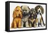 Young Dogs-Harro Maass-Framed Stretched Canvas