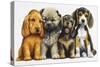 Young Dogs-Harro Maass-Stretched Canvas