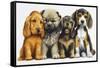 Young Dogs-Harro Maass-Framed Stretched Canvas