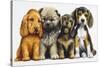 Young Dogs-Harro Maass-Stretched Canvas