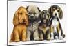 Young Dogs-Harro Maass-Mounted Giclee Print