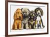 Young Dogs-Harro Maass-Framed Giclee Print