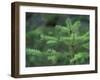 Young Douglas Fir Tree, North Cascades National Park, Washington, USA-Brent Bergherm-Framed Photographic Print