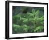 Young Douglas Fir Tree, North Cascades National Park, Washington, USA-Brent Bergherm-Framed Photographic Print