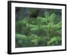 Young Douglas Fir Tree, North Cascades National Park, Washington, USA-Brent Bergherm-Framed Photographic Print