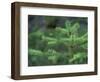 Young Douglas Fir Tree, North Cascades National Park, Washington, USA-Brent Bergherm-Framed Photographic Print