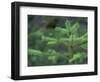 Young Douglas Fir Tree, North Cascades National Park, Washington, USA-Brent Bergherm-Framed Photographic Print