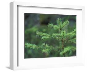 Young Douglas Fir Tree, North Cascades National Park, Washington, USA-Brent Bergherm-Framed Photographic Print