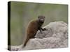 Young Dwarf Mongoose (Helogale Parvula), Kruger National Park, South Africa, Africa-null-Stretched Canvas