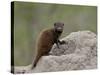 Young Dwarf Mongoose (Helogale Parvula), Kruger National Park, South Africa, Africa-null-Stretched Canvas