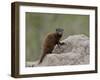 Young Dwarf Mongoose (Helogale Parvula), Kruger National Park, South Africa, Africa-null-Framed Photographic Print