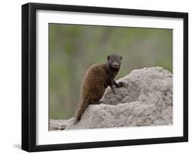 Young Dwarf Mongoose (Helogale Parvula), Kruger National Park, South Africa, Africa-null-Framed Photographic Print