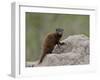 Young Dwarf Mongoose (Helogale Parvula), Kruger National Park, South Africa, Africa-null-Framed Photographic Print