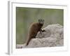 Young Dwarf Mongoose (Helogale Parvula), Kruger National Park, South Africa, Africa-null-Framed Photographic Print