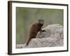 Young Dwarf Mongoose (Helogale Parvula), Kruger National Park, South Africa, Africa-null-Framed Photographic Print