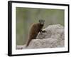 Young Dwarf Mongoose (Helogale Parvula), Kruger National Park, South Africa, Africa-null-Framed Photographic Print