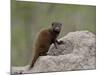 Young Dwarf Mongoose (Helogale Parvula), Kruger National Park, South Africa, Africa-null-Mounted Photographic Print