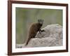 Young Dwarf Mongoose (Helogale Parvula), Kruger National Park, South Africa, Africa-null-Framed Photographic Print