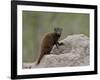 Young Dwarf Mongoose (Helogale Parvula), Kruger National Park, South Africa, Africa-null-Framed Photographic Print