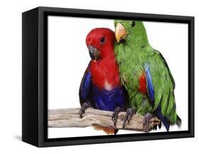 Young Eclectus Parrots, Female Left, Male Right, 12-Wks-Old-Jane Burton-Framed Stretched Canvas